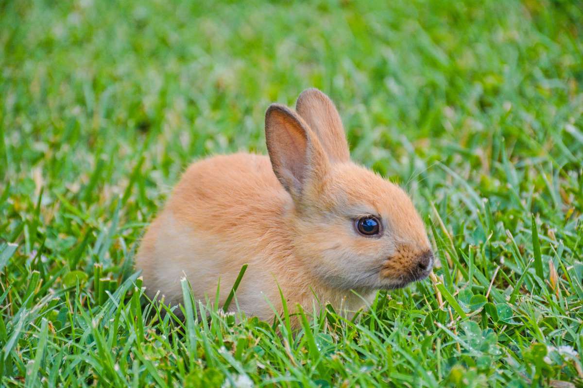 Bunny in Field