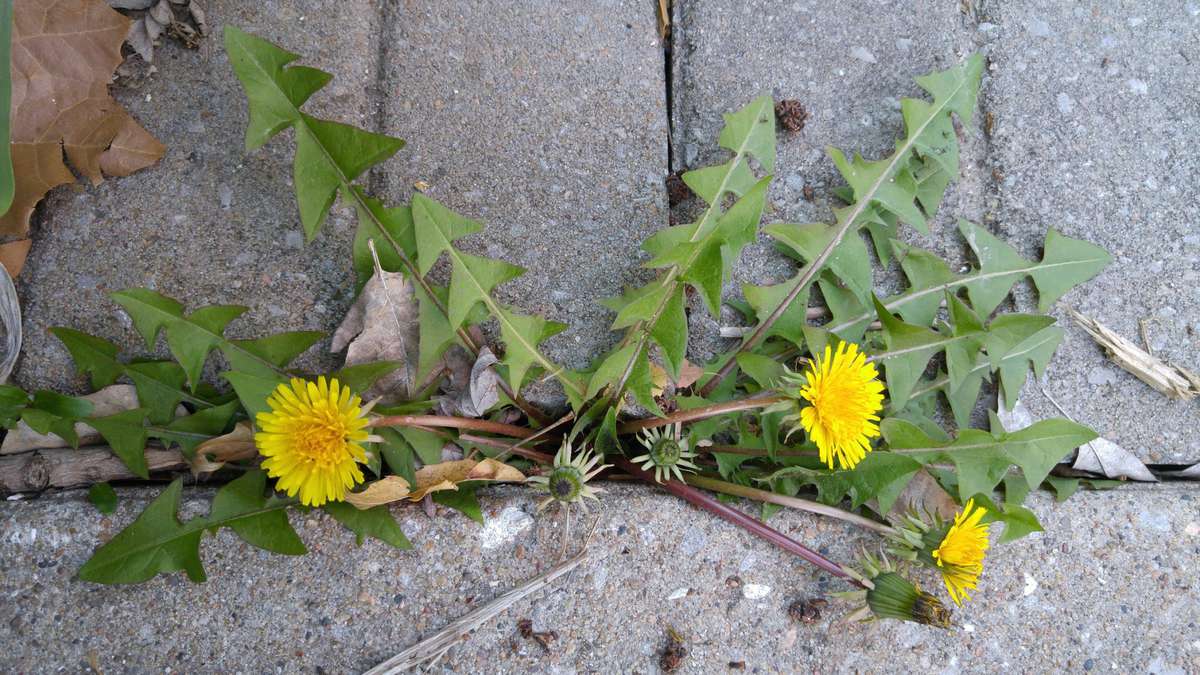Dandelion Weeds Growing in Patio
