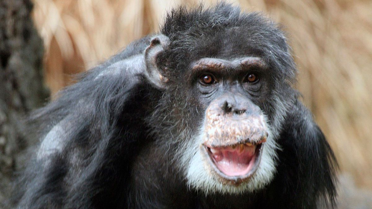Doyle Chimpanzee