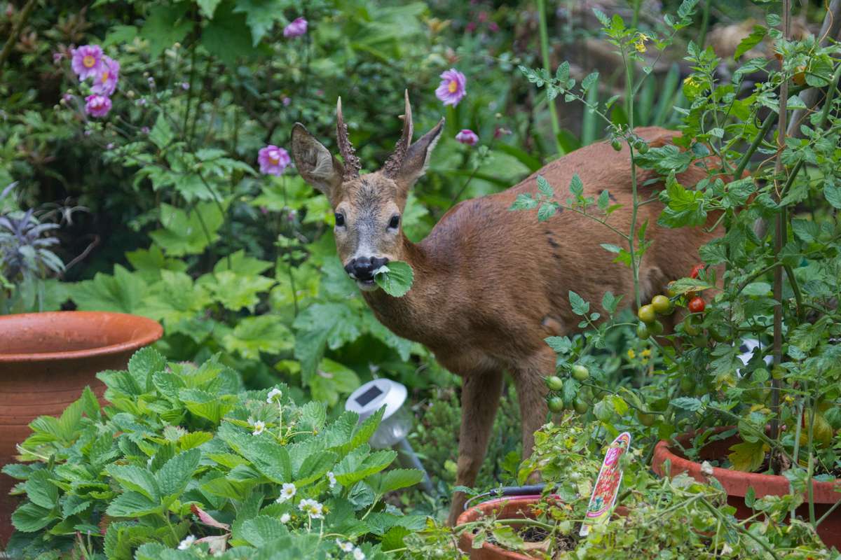 15 Deer Repellent Plants Your Garden Needs Southern Living