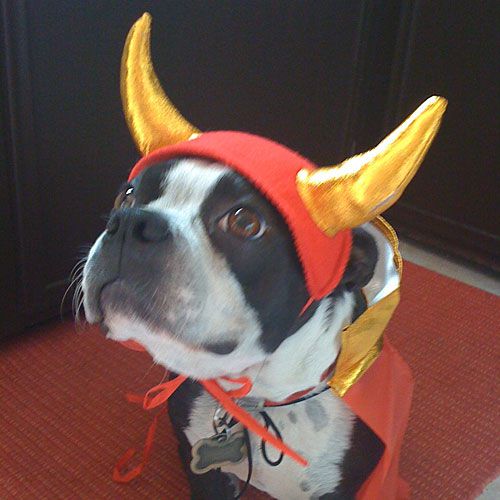 Devil Dog Costume