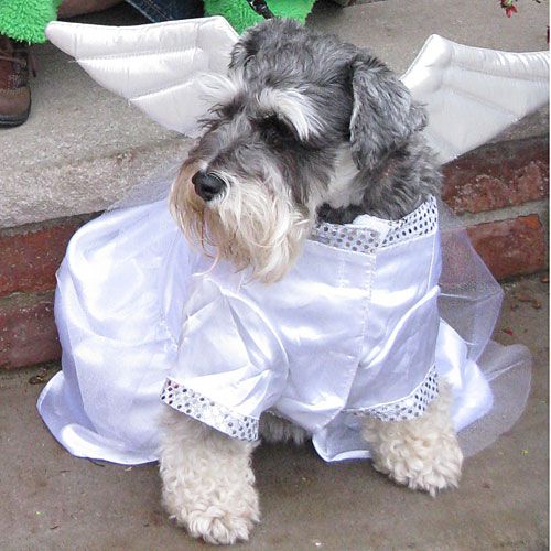 Angel Dog Costume