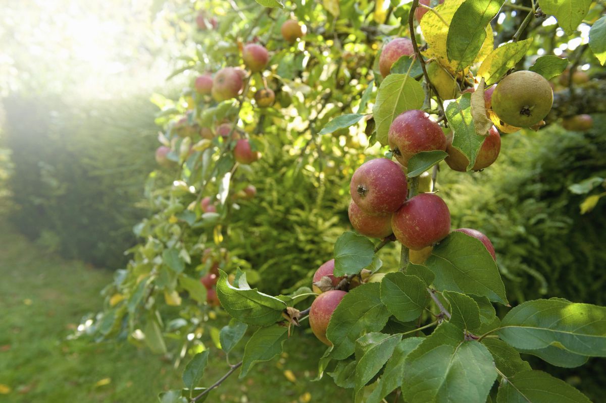How To Plant Apple Seeds To Grow A Beautiful Apple Tree Southern