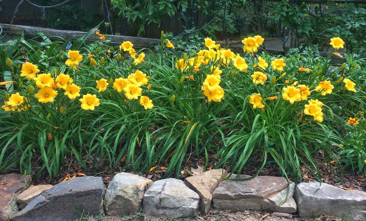 Daylily Garden Bed