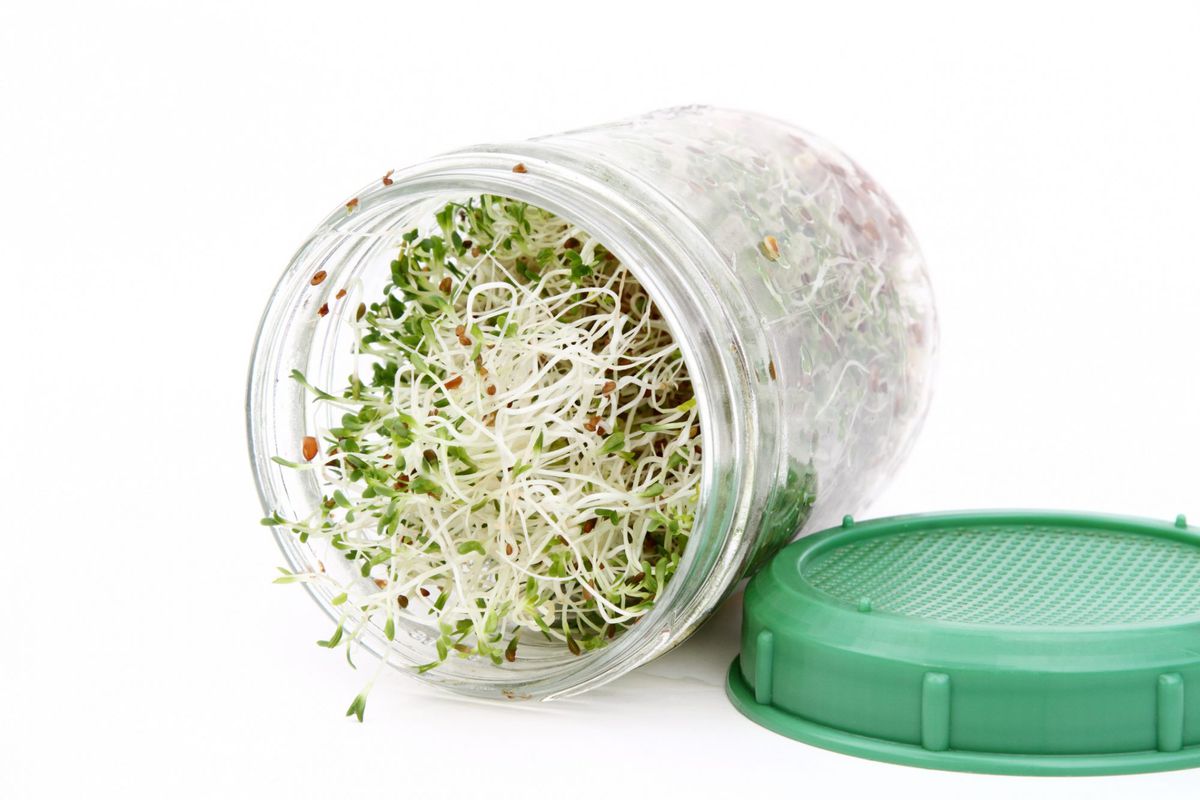 Alfalfa Sprouts Growing in Jar