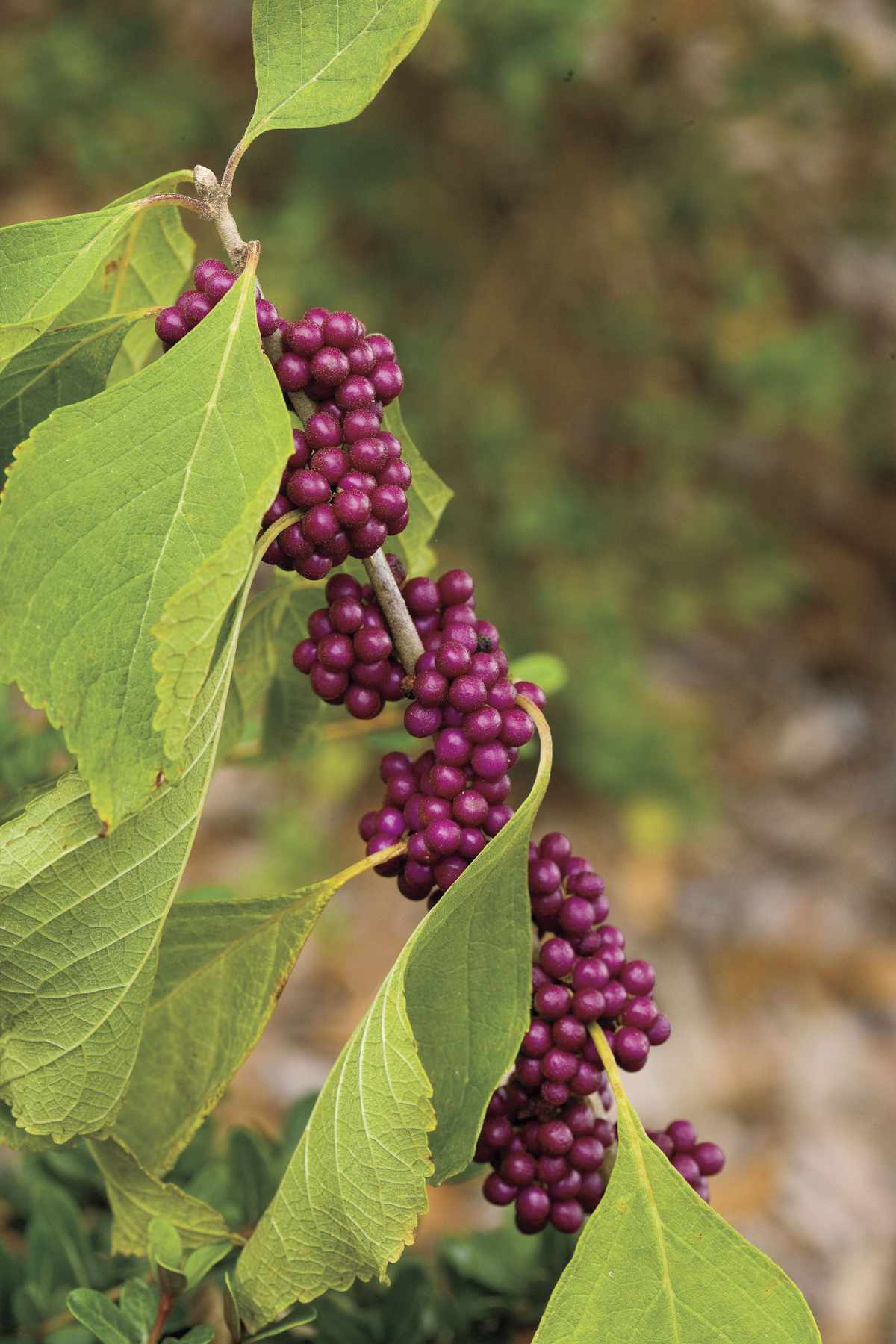 American BeautyBerry with Leaves