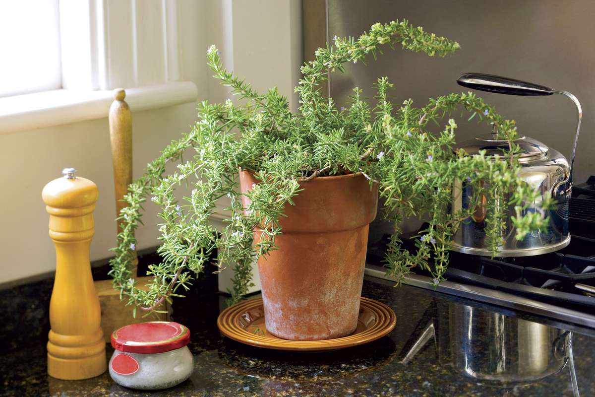 Potted Rosemary on Kitchen Counter