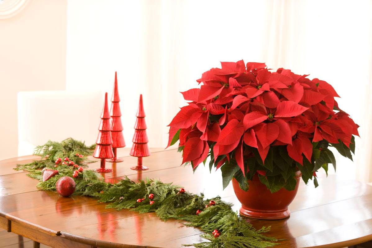Potted Red Poinsettia on Table