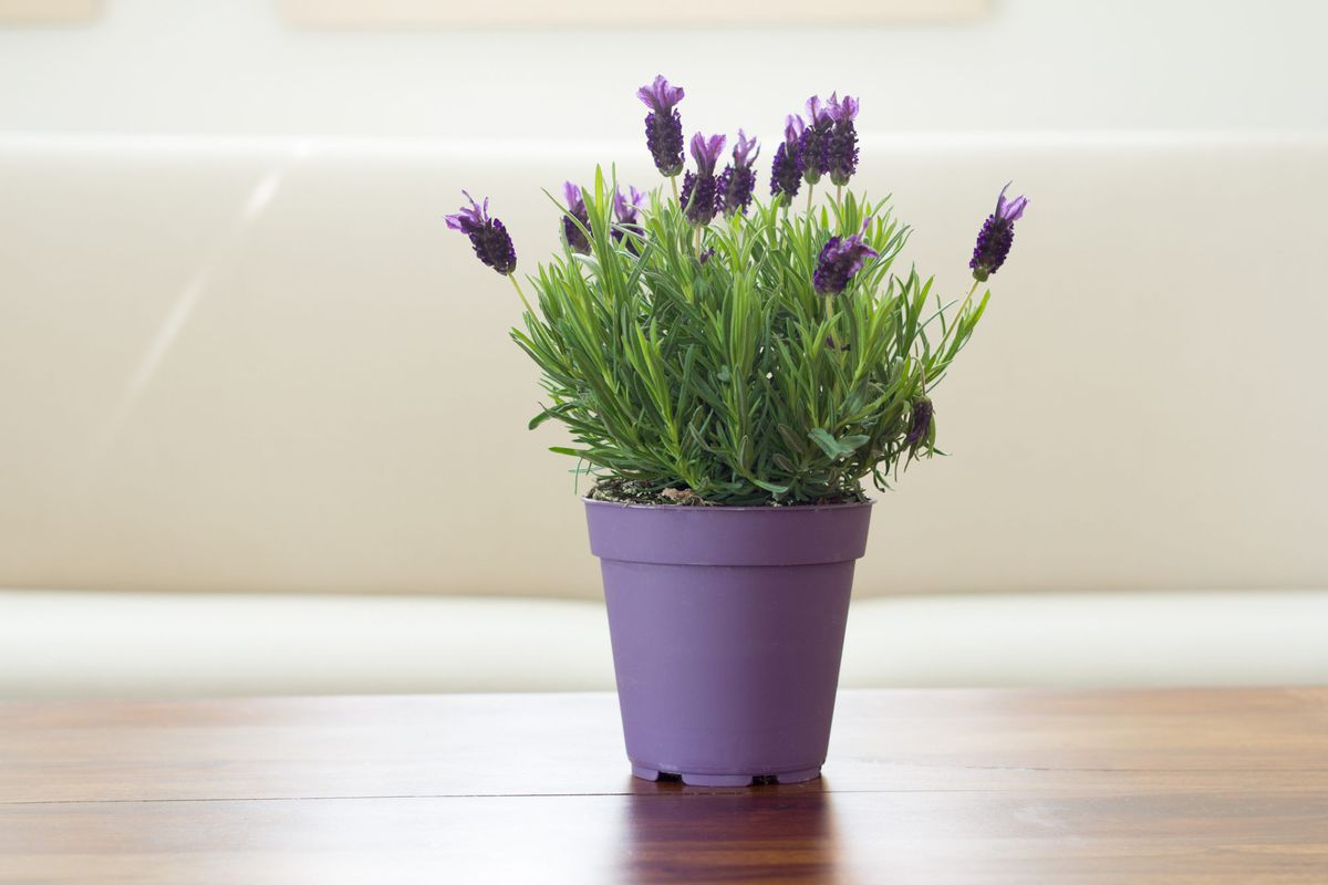 lavender plant flowers in pot