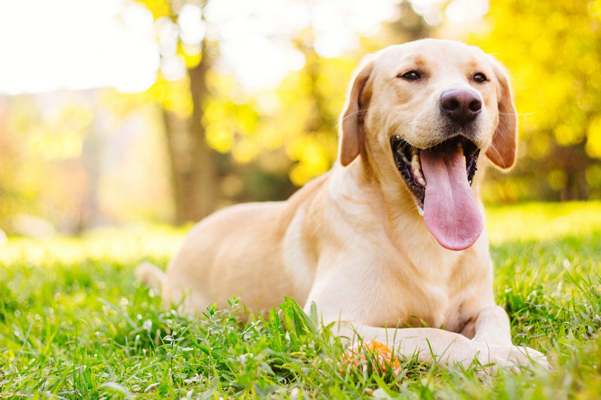 Smiling Yellow Labrador dog