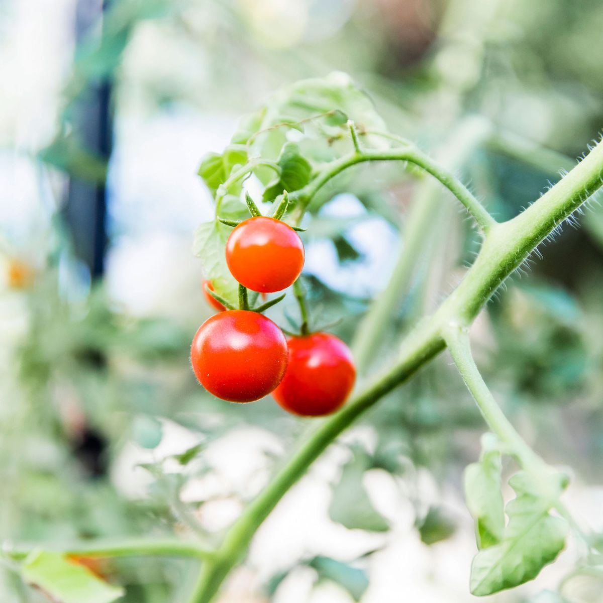 Nicole Burke Kitchen Garden Advanced Fruiting Plants/Tomatoes