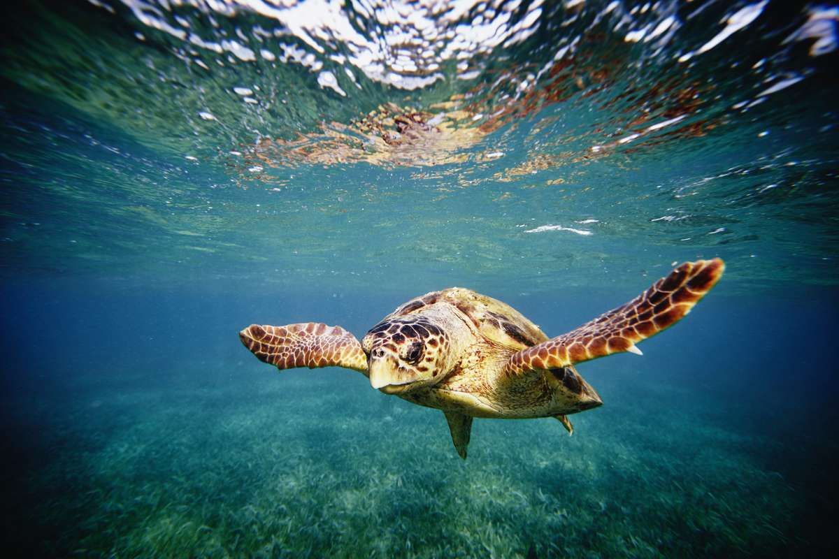 Loggerhead sea turtle swimming in Caribbean Sea