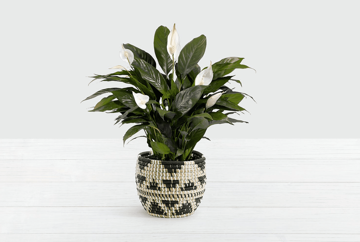 Lush Tropical Peace Lily