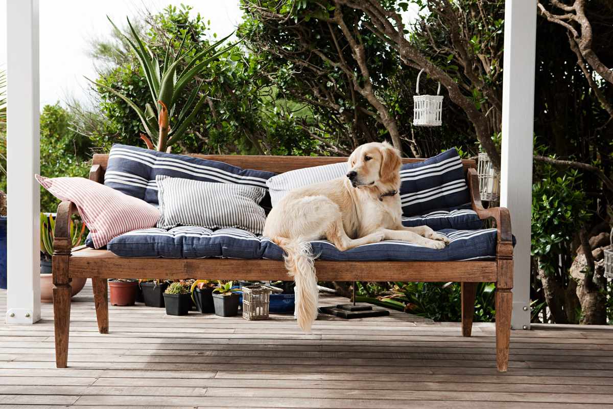 Outdoor Cushions with Dog