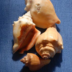 
                            All 70 known species of Conch inhabit tropical waters. Three of the seven species found in the tropical western Atlantic may be found as far north as Florida.
                            Shells of the American species are 2 to 12 inches high and thick, with an extended outer lip.
                            Look for a series of spines on the last two whorls near the spire.
                            
                            