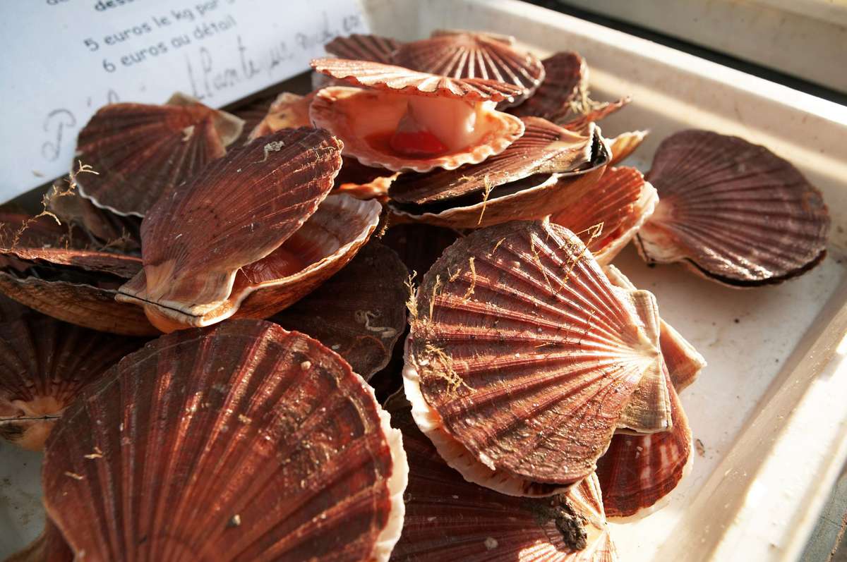 Scallops at the market