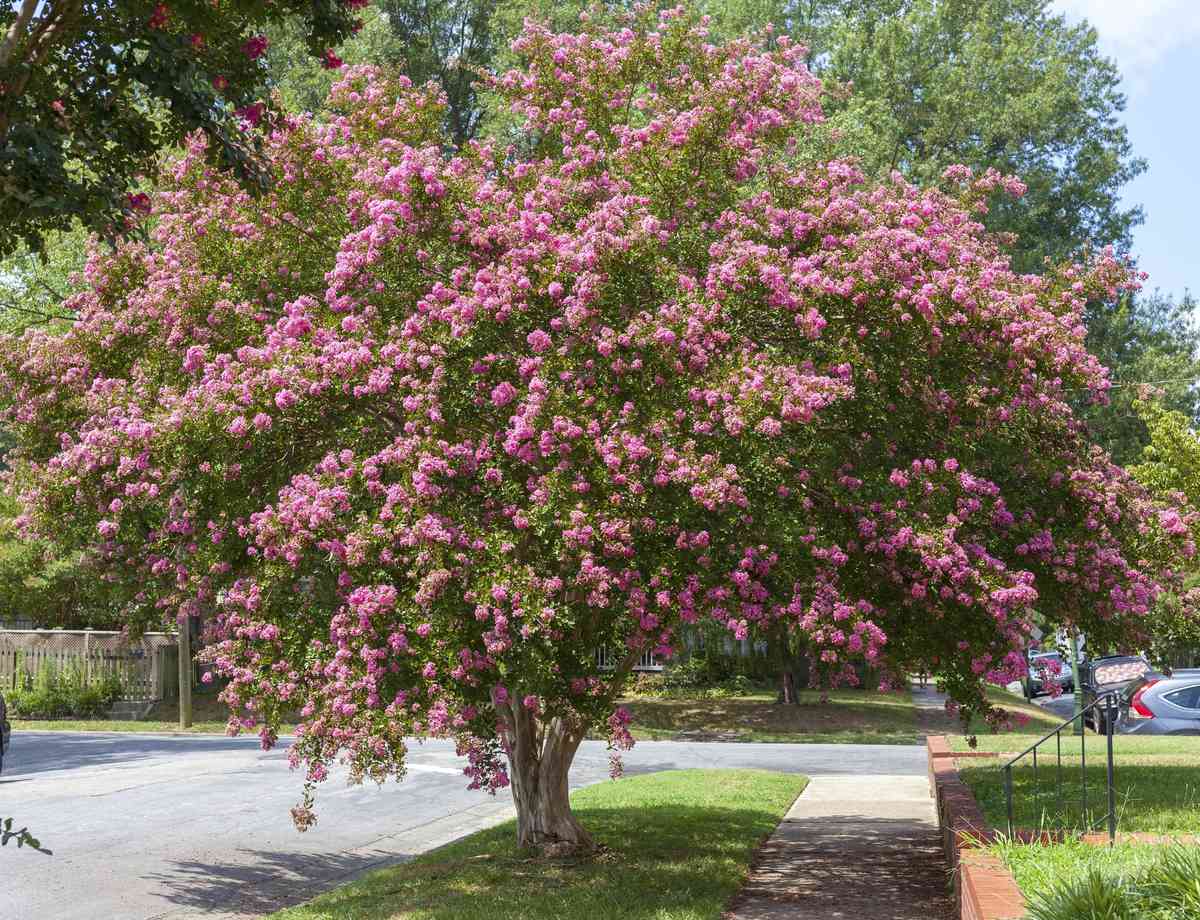 Raspberry Crepe Myrtle Tree