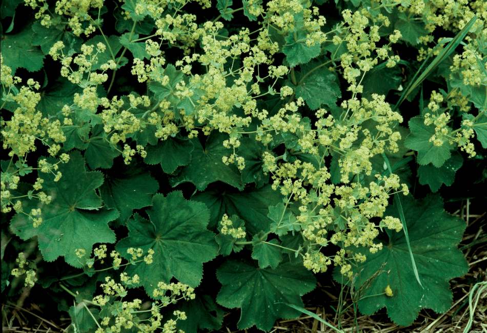 Lady's-Mantle