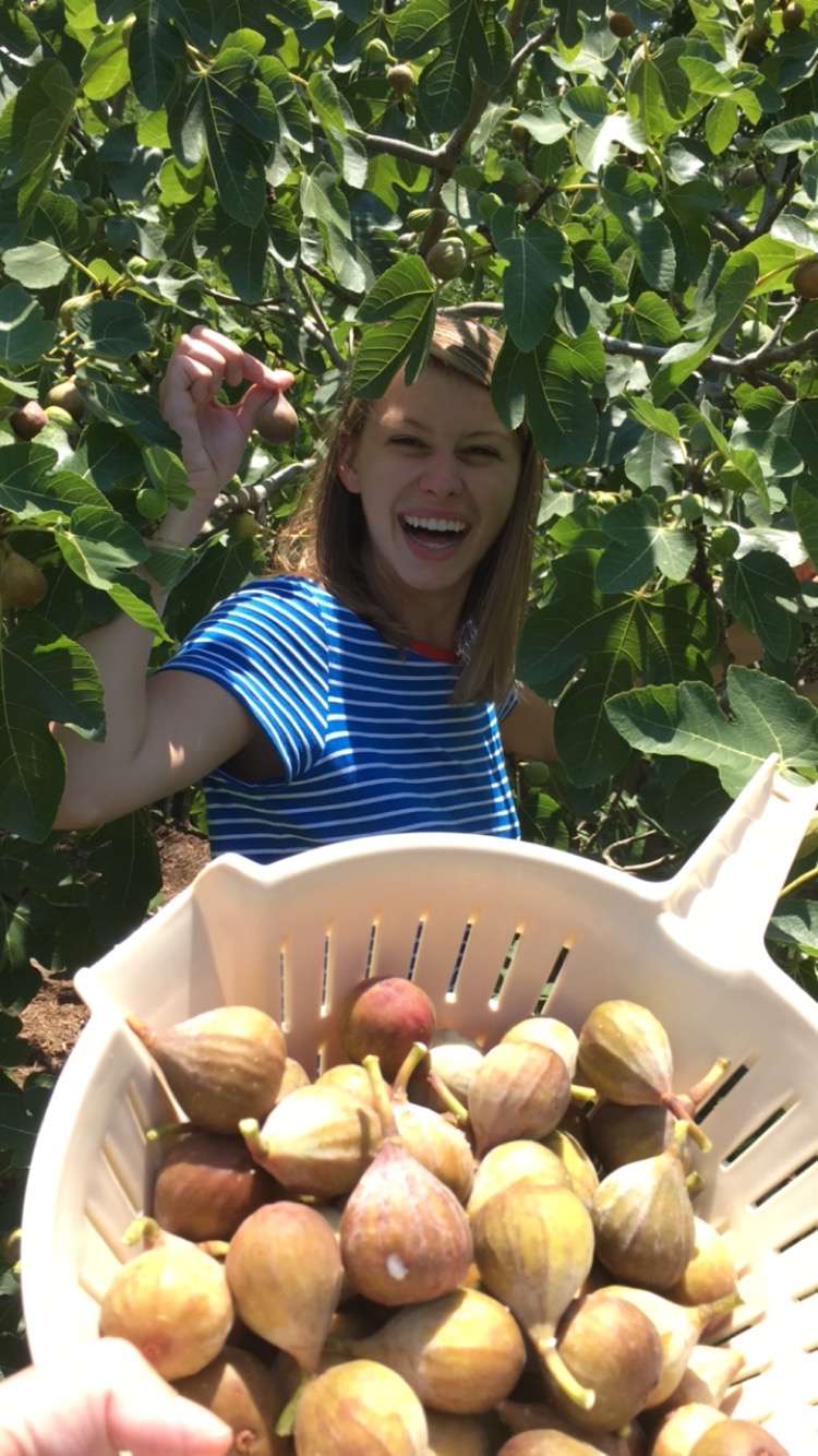 picking figs