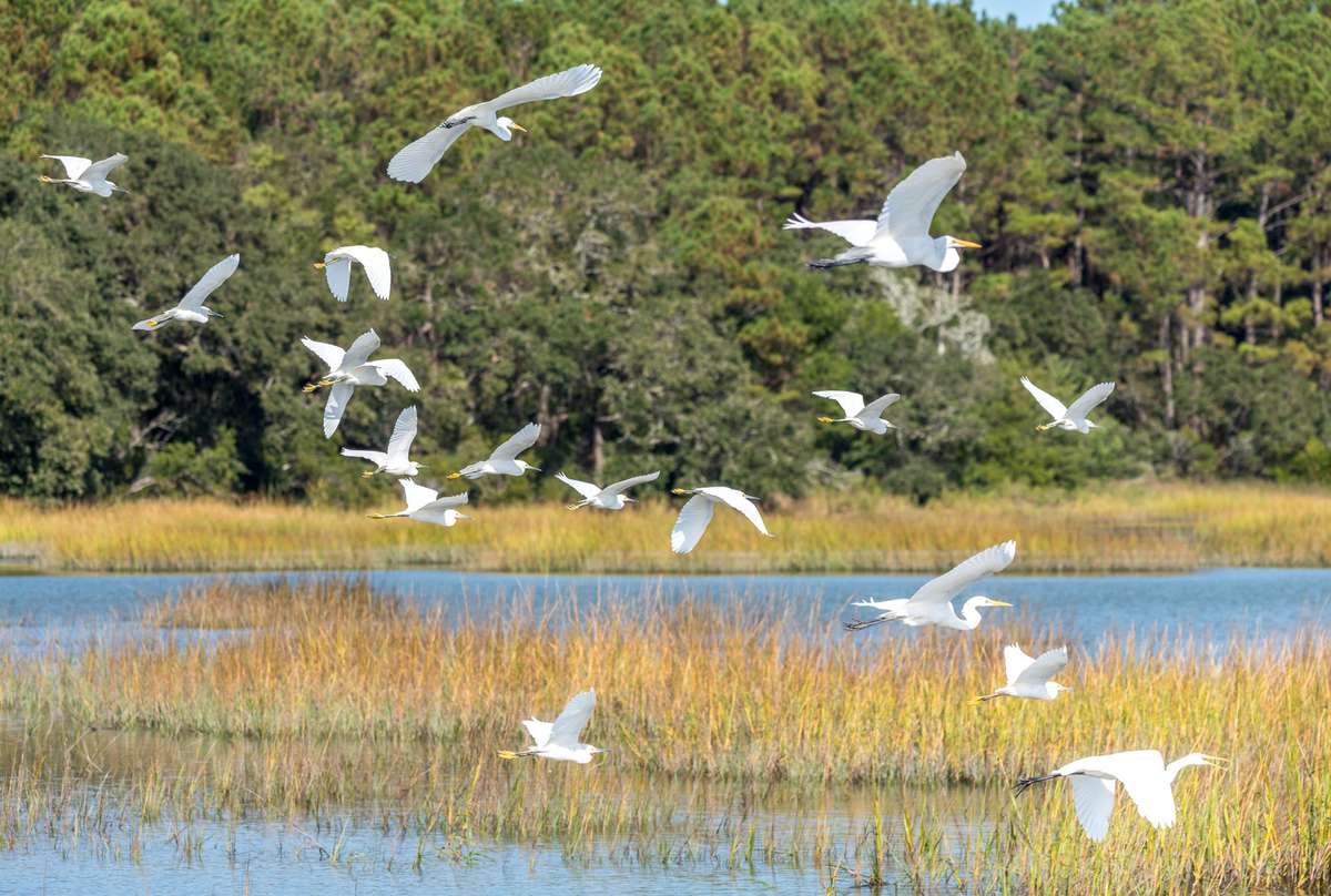 Great Egrets at Huntington Beach State Park