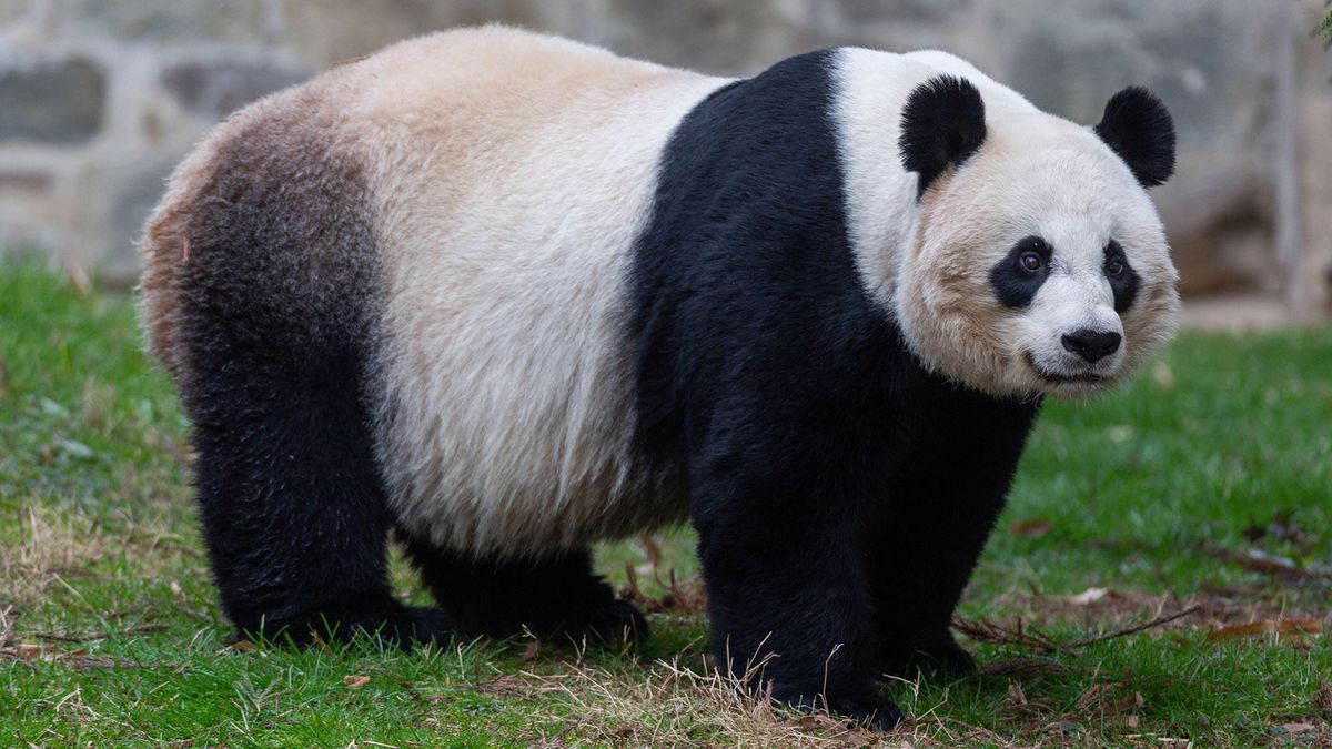 Mei Xiang Pregnant Panda