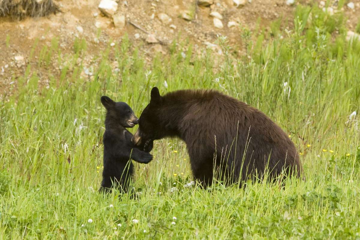 mother bear with her cub.