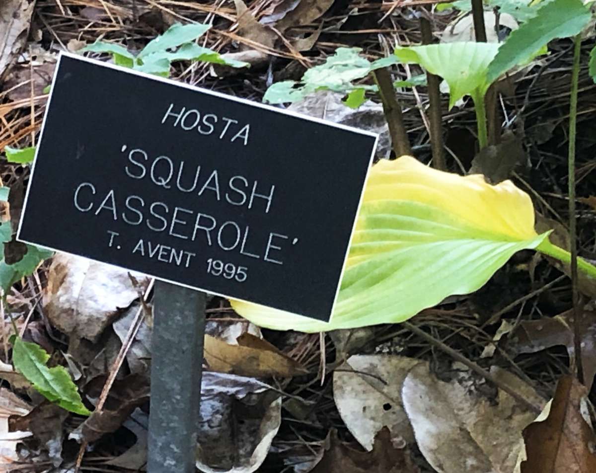Hosta 'Squash Casserole'