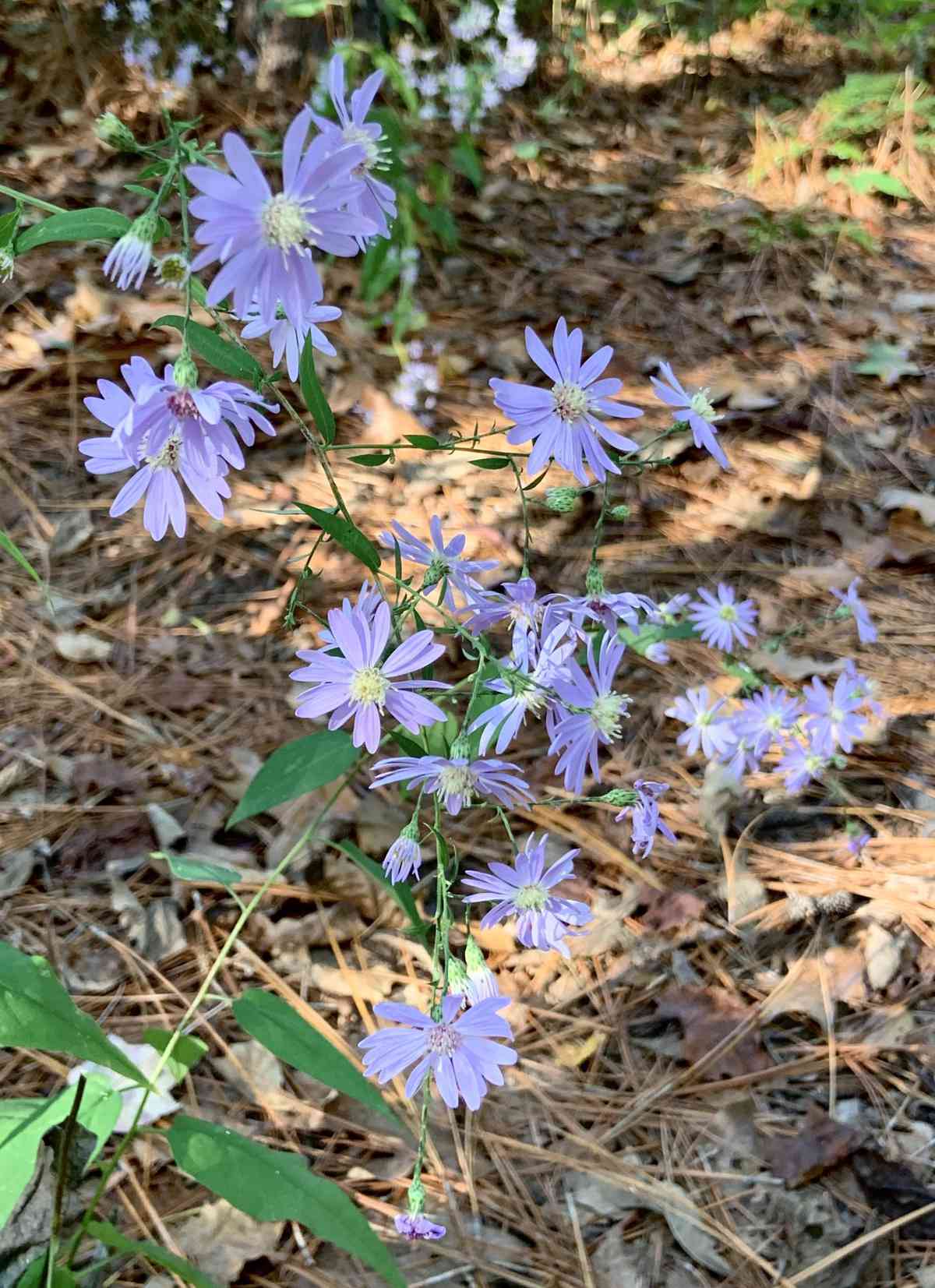 Blue Wood Aster