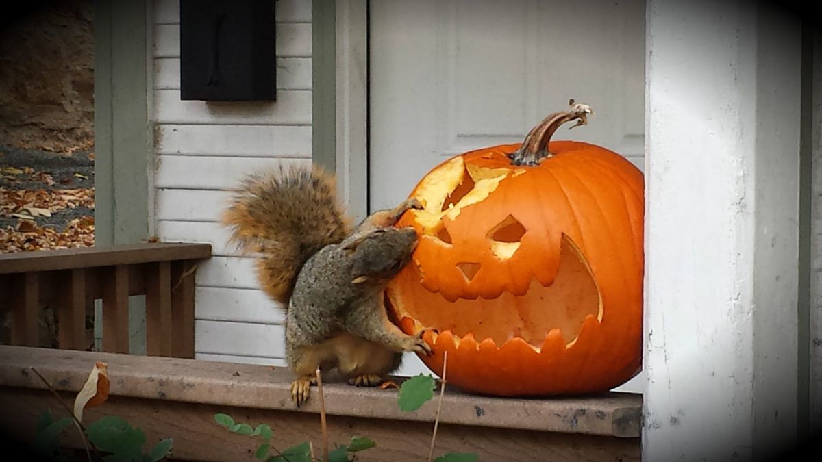 Squirrel eating jack-o-lantern