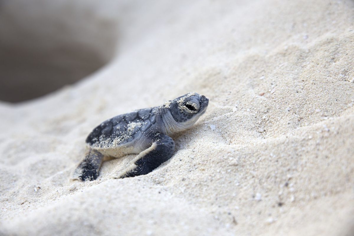 New born sea turtle coming out from nest