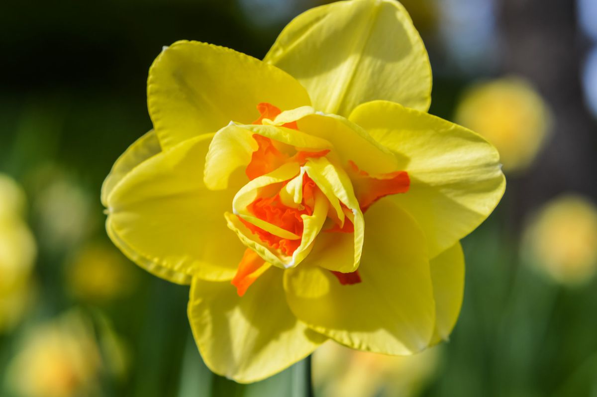 Narcissus 'Tahiti' Daffodil