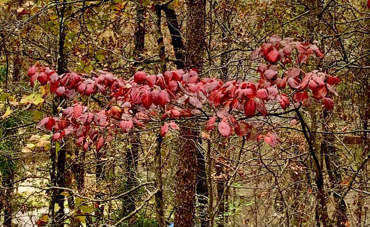 Flowering Dogwood Tree in Fall