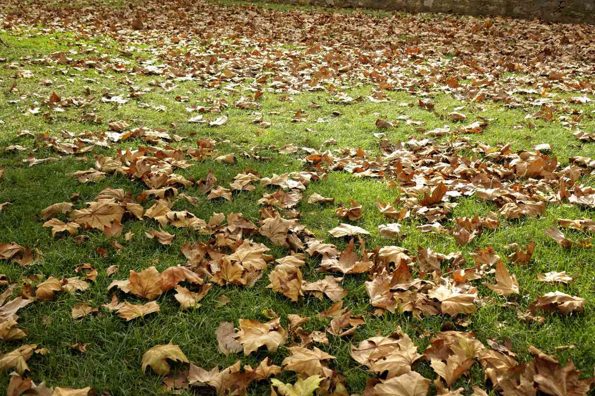 Fallen leaves on green lawn