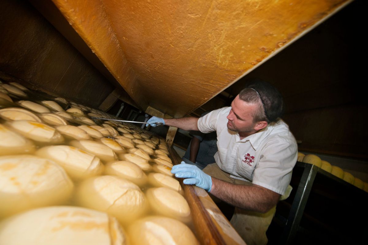 Making edam cheese at MSU Dairy Plant