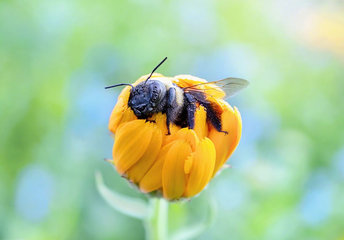 Bee Sleeping in Flower