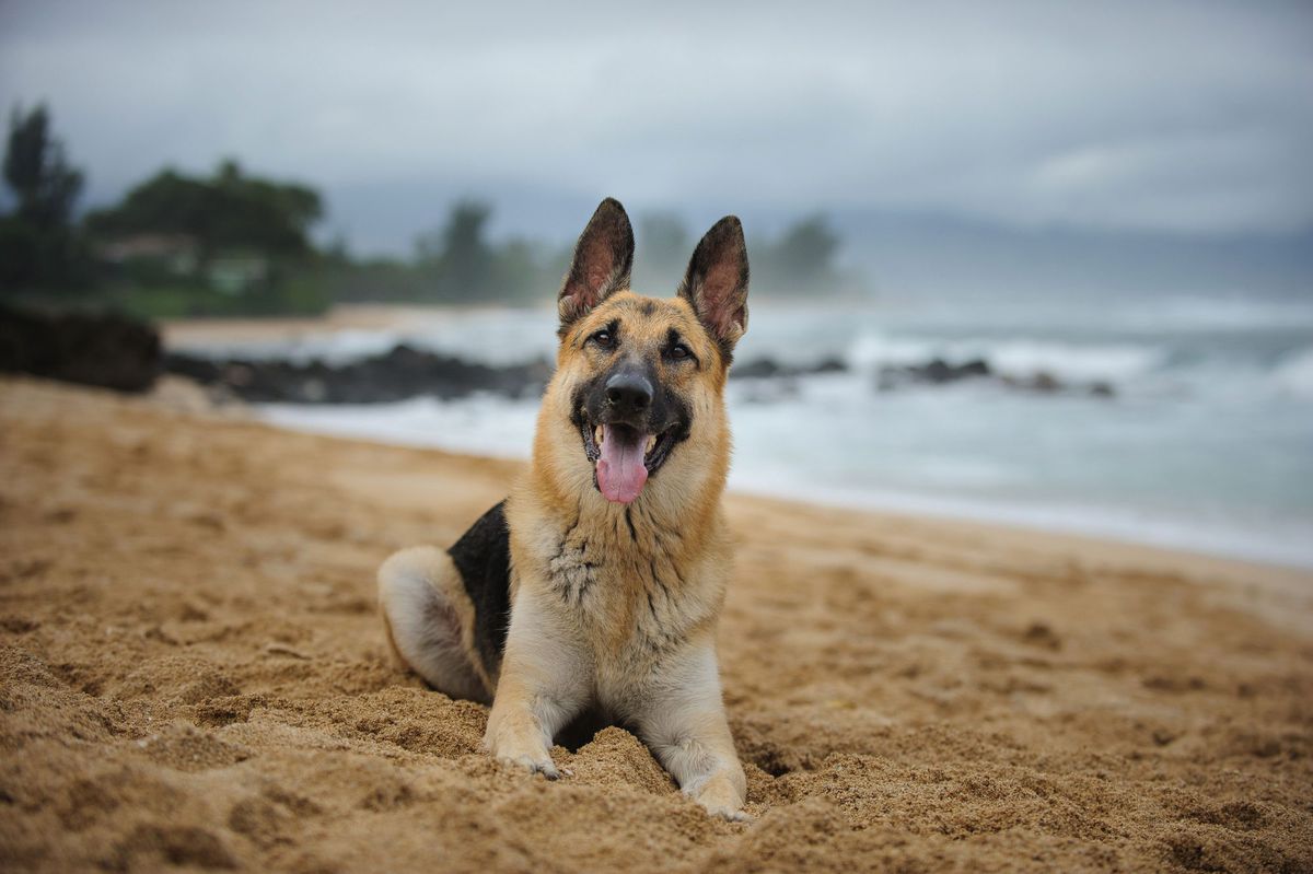 German Shepherd Dog on Beach