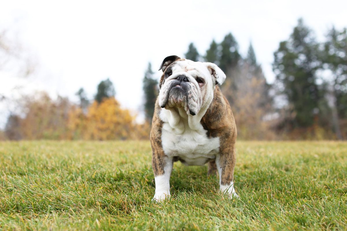 Bulldog Standing in Grass