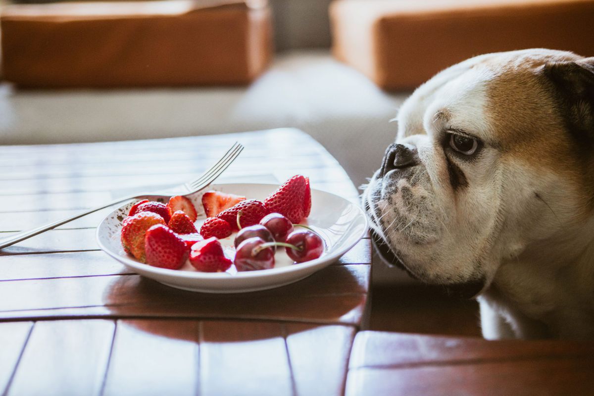 Bulldog Looking at Plate of Strawberries and Cherries