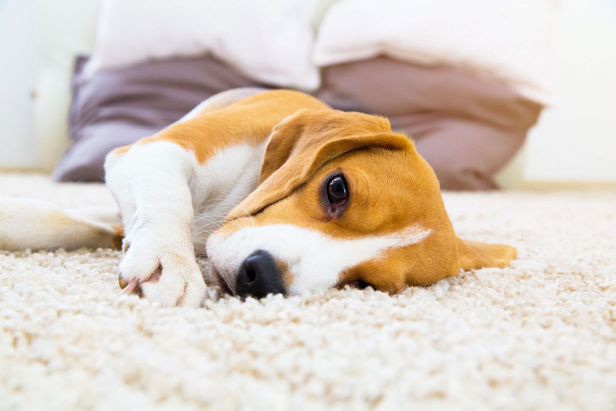 Beagle Puppy Laying on White Carpet