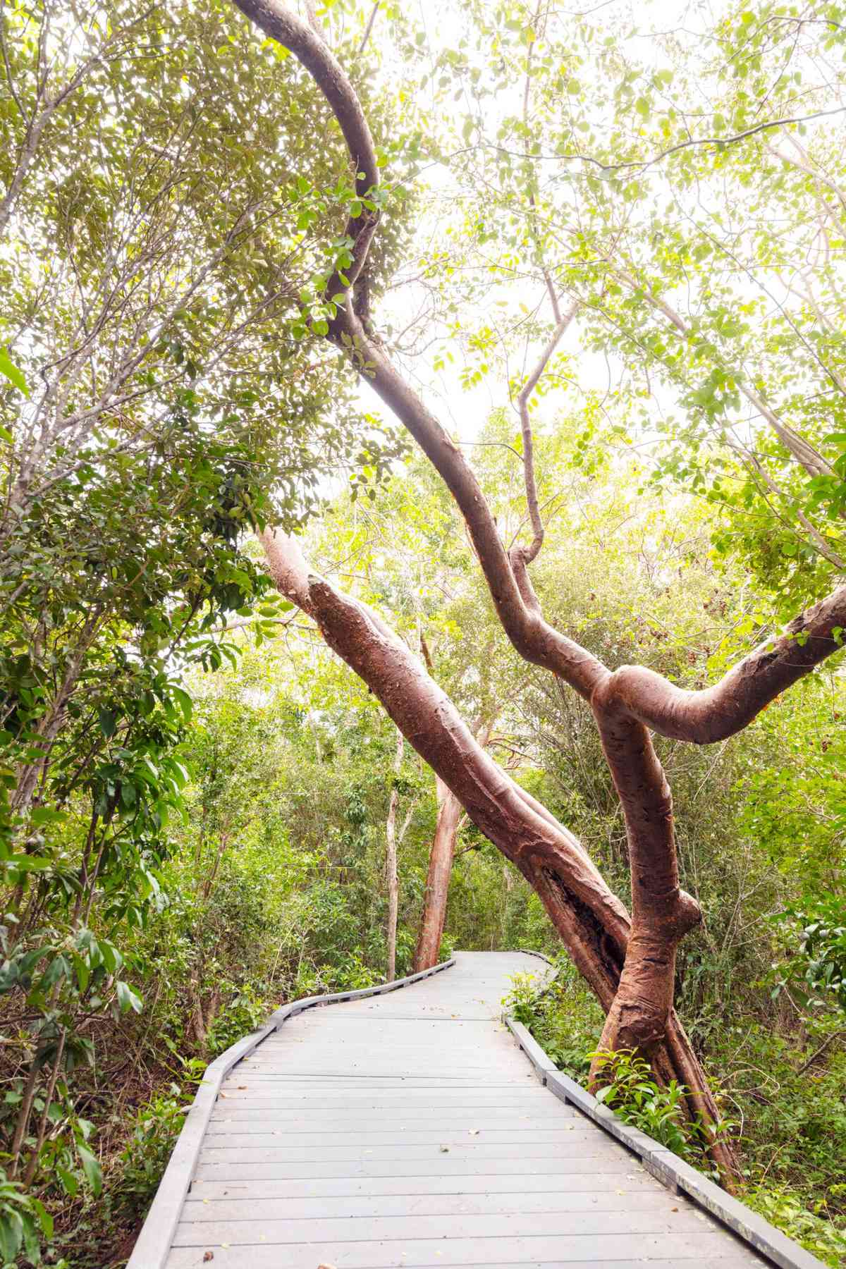 木制自行车道通过Sanibel岛的天然树叶，佛罗里达州