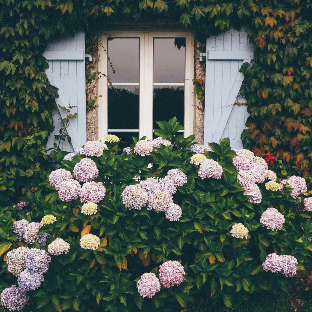 Hydrangea Flowering Plants In Yard in front of window with blue shutters