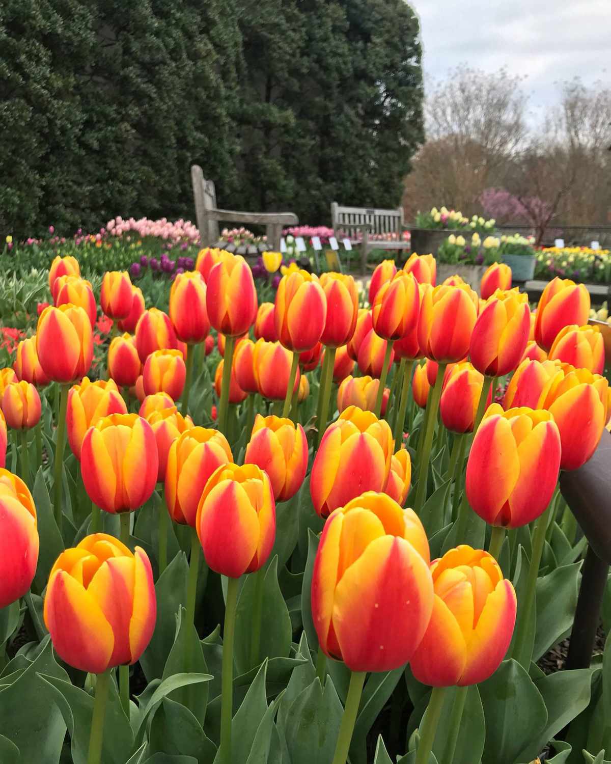 Cheekwood Estate & Gardens Tulips