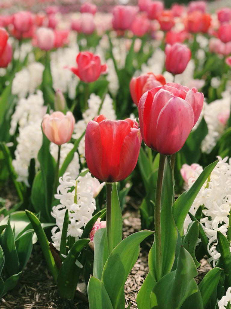 Cheekwood Estate & Gardens Tulips & Hyacinth