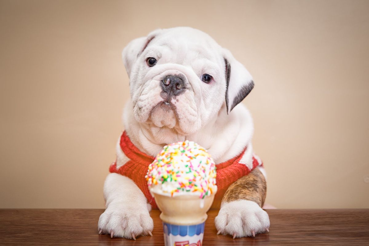 Bulldog puppy and Ice cream