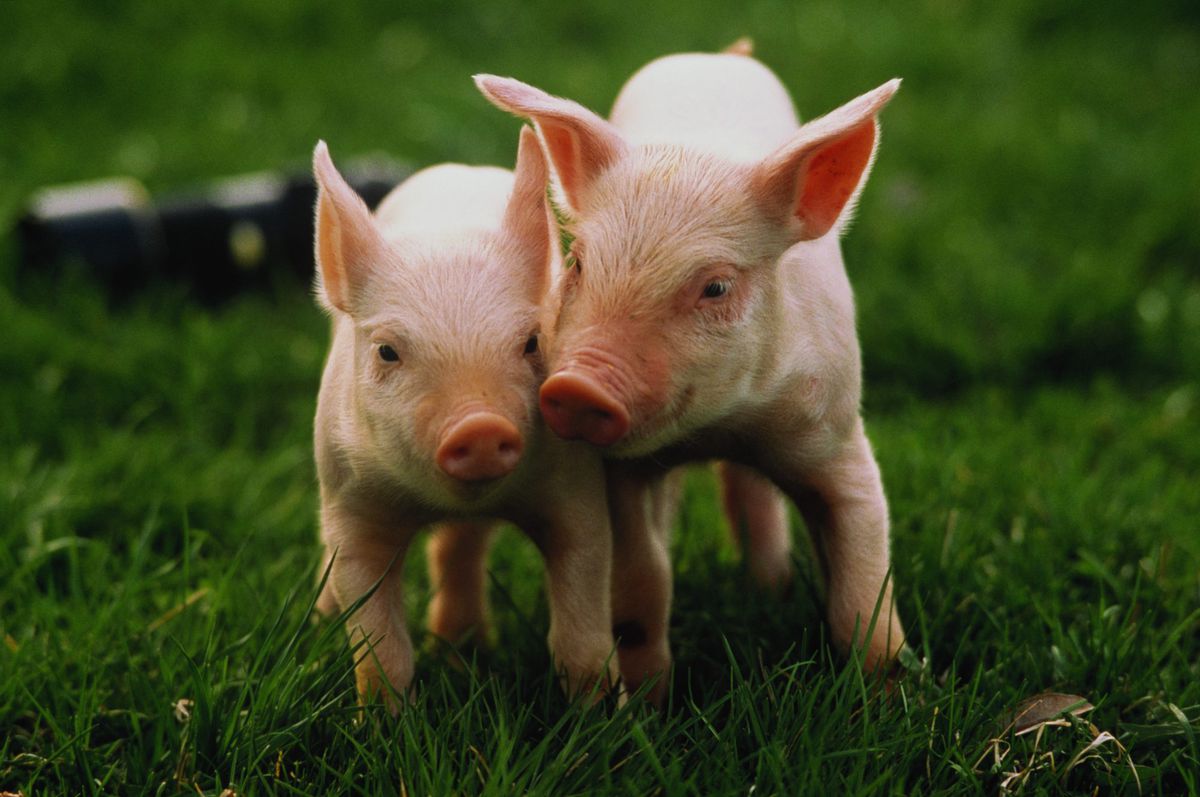Two Yorkshire piglets (Sus sp.) in field