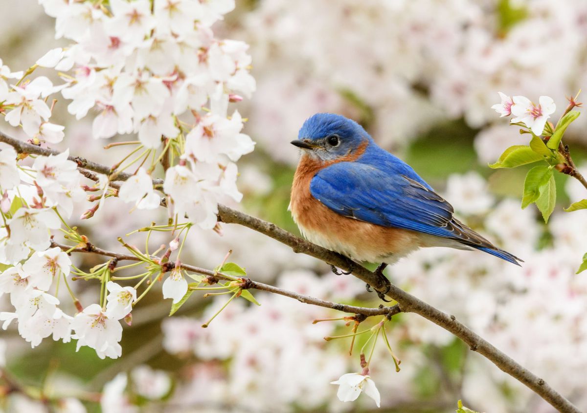 Eastern Bluebird on Cherry Blossom Branch