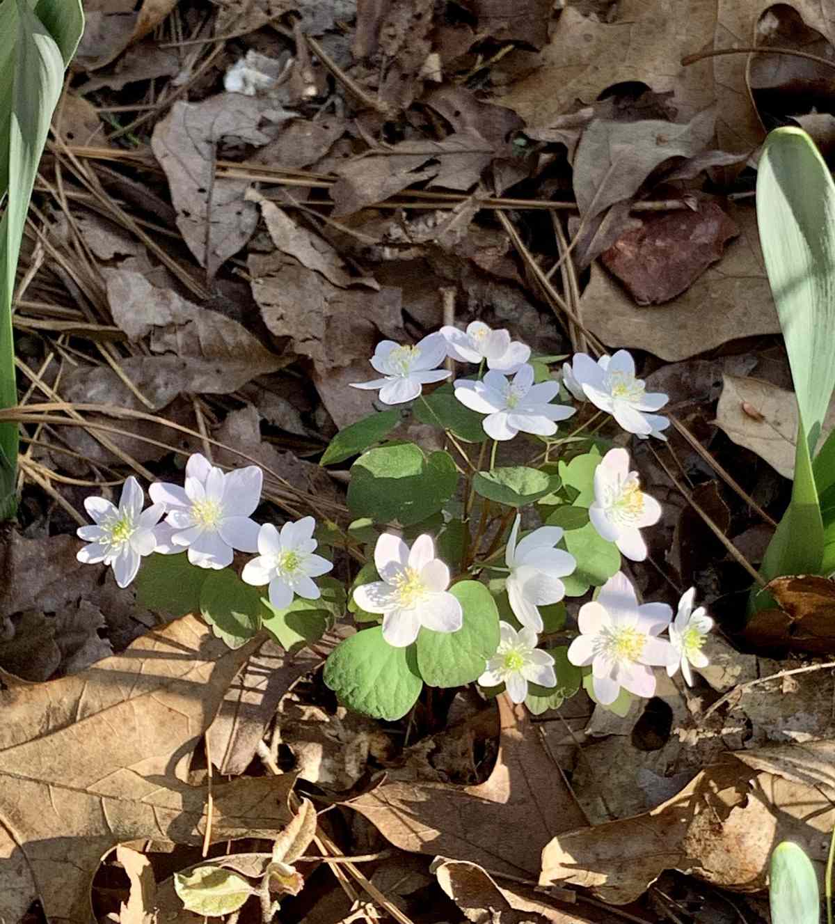 Rue anemone white spring wildflower