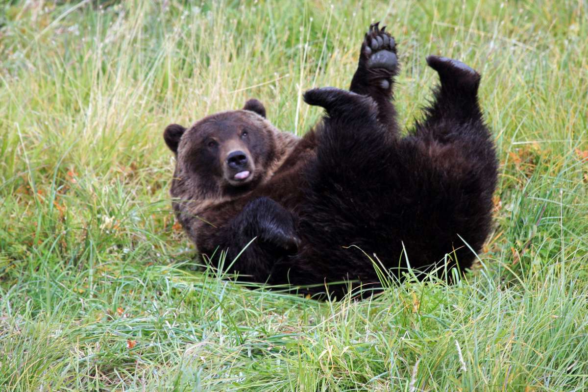 Black Bear Rolling