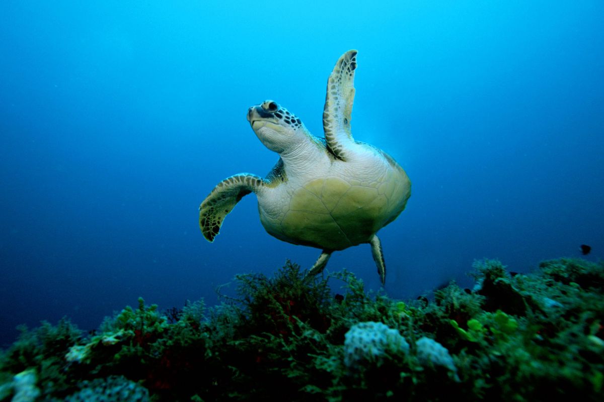 Green turtle swimming