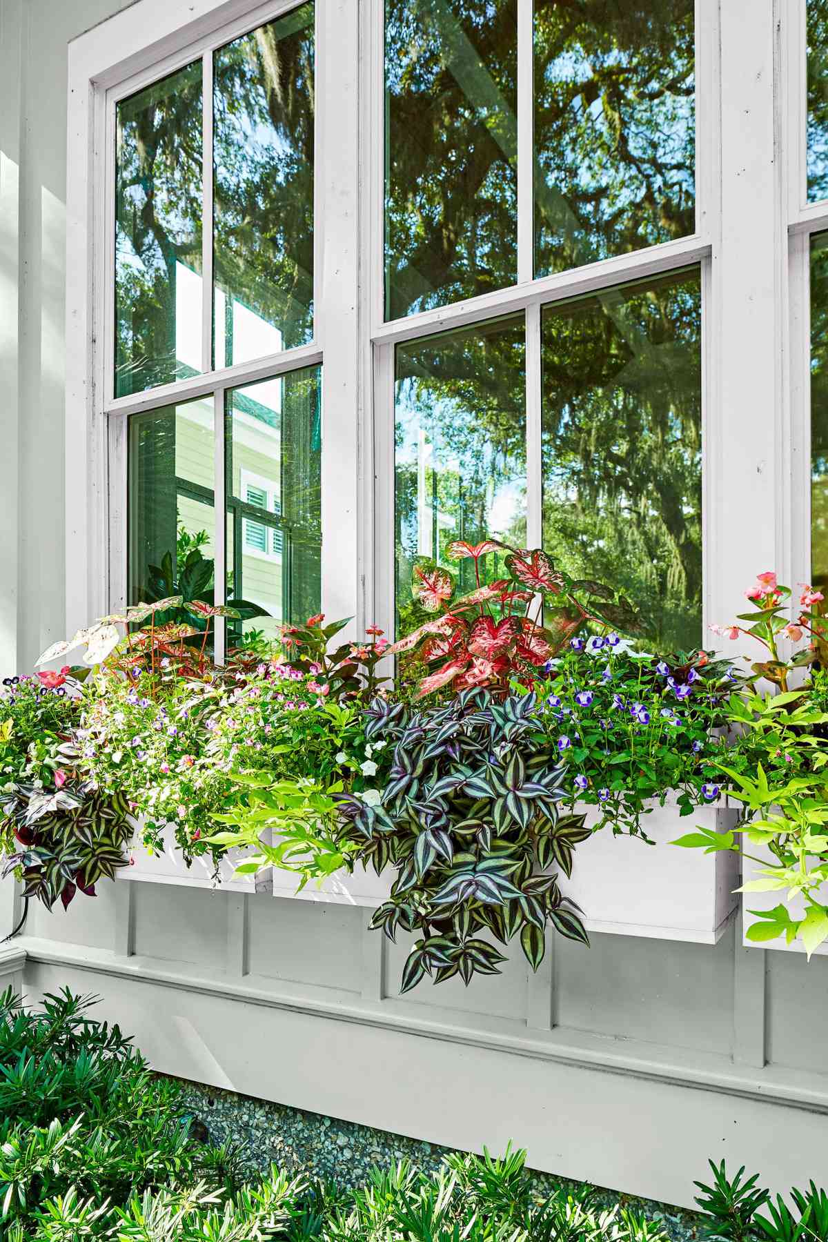 Window boxes with caladiums, torenias, begonias, potato vines, inch plants, impatiens, creeping Jenny, and trailing vincas